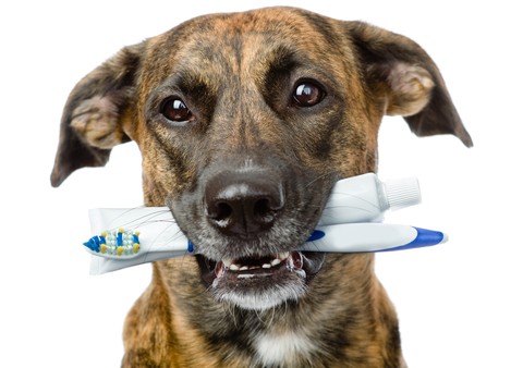 dog-toothbrush